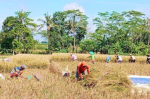 Foto: Penggilingan padi Desa Segihan.