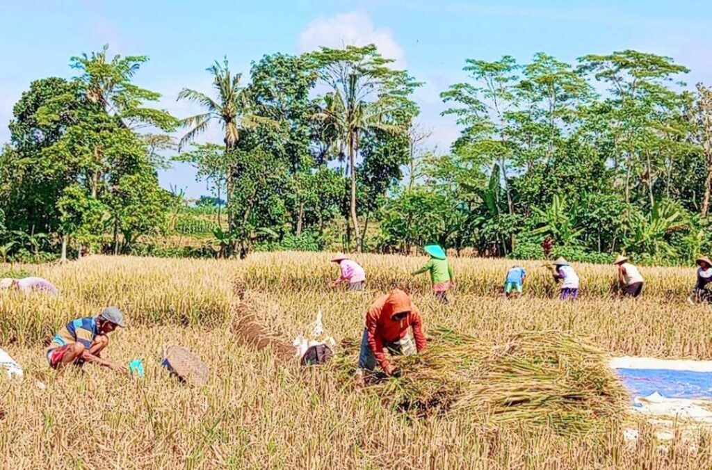 Foto: Penggilingan padi Desa Segihan.