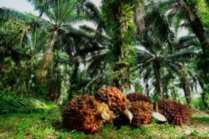 Foto: Kelapa sawit sebulu.