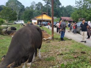 Foto: Sekda Sunggono mewakili Pemkab Kukar menyerahkan satu ekor sapi kurban.