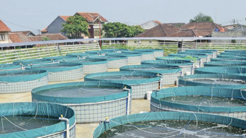 Foto: Ilustrasi teknologi kolam bioflok dan sistem resirkulasi aquaculture (RAS).