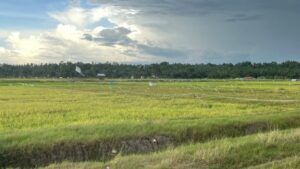 Foto: Sawah Desa Segihan.